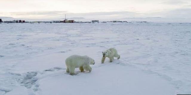The polar bears have traveled close to the village. (World Wildlife Fund)