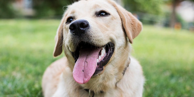 The disease primarily affects elderly canines and dogs below the age of 2.