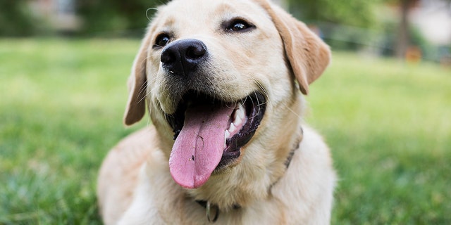 A doença afeta principalmente cães e cães idosos com idade inferior a dois anos.