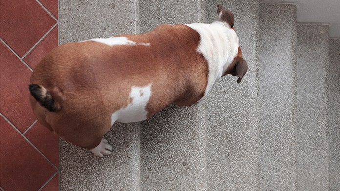 dog rolling down stairs