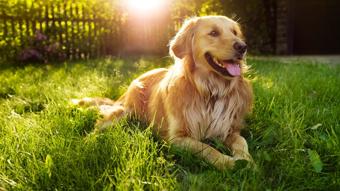 Tennessee Dog Turns 20 Sets Record For Oldest Living Golden Retriever In History Fox News