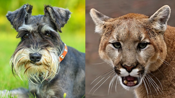 cougar hound breeds