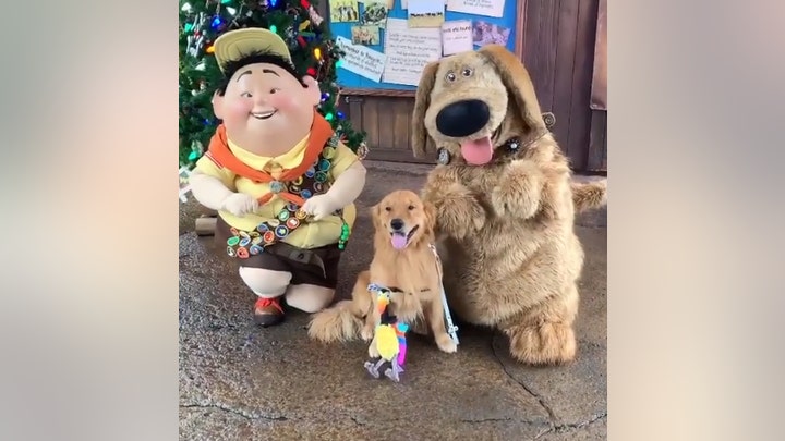 Service dog at Disney World meets costumed dog from ‘Up,’ can barely contain himself