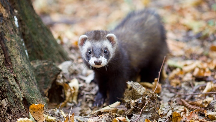 Fox News Flash top headlines for Dec. 5