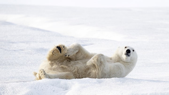 What to do when a bear attacks