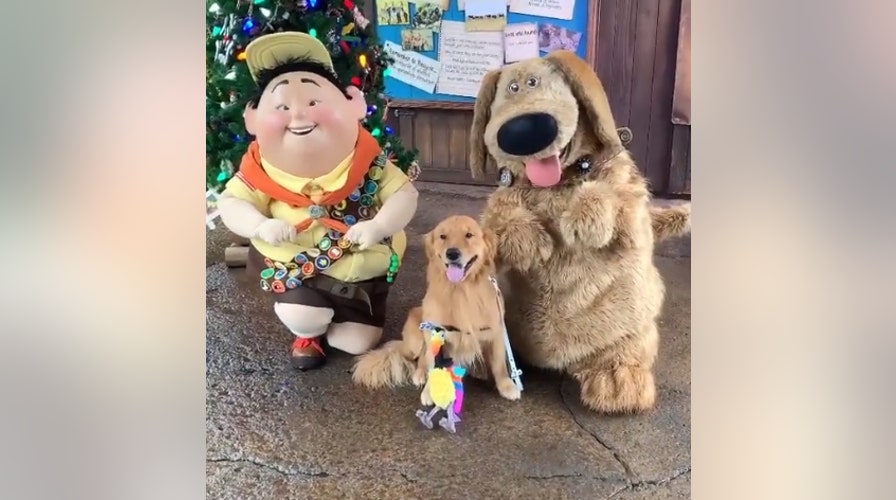 Service dog at Disney World meets costumed dog from ‘Up,’ can barely contain himself