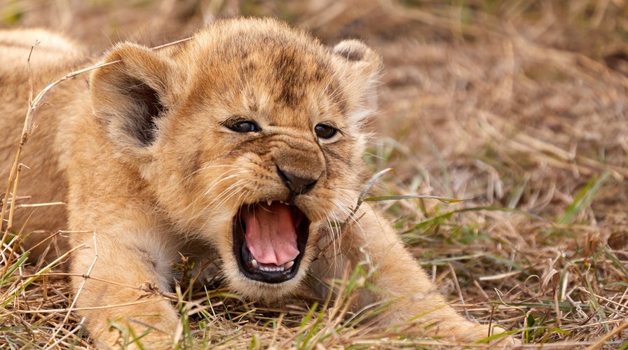 cute lion