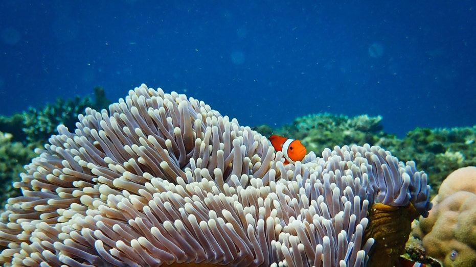 Artificial coral reef sounds could help the dying ecosystems