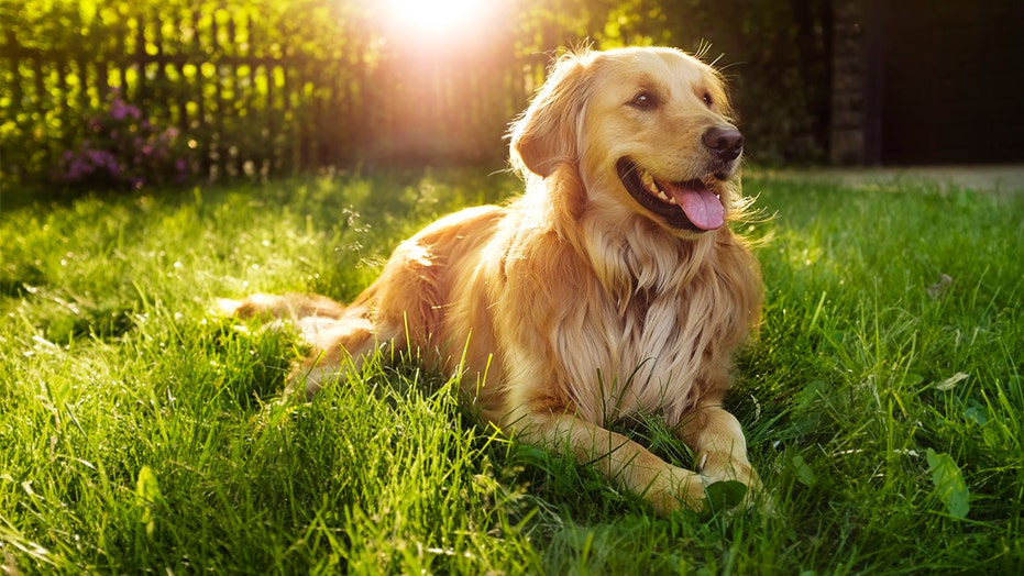 golden retriever fox