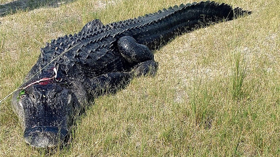 Florida Man Found Eaten By Alligator Actually Died From Meth Overdose Officials Say Fox News