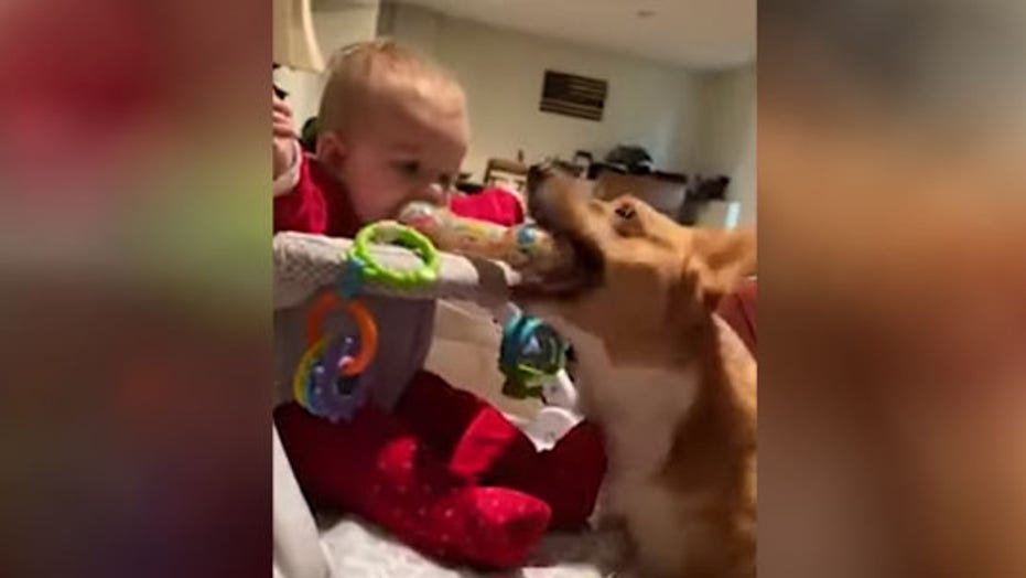 Dog steals toy from baby in hilarious video Fox News