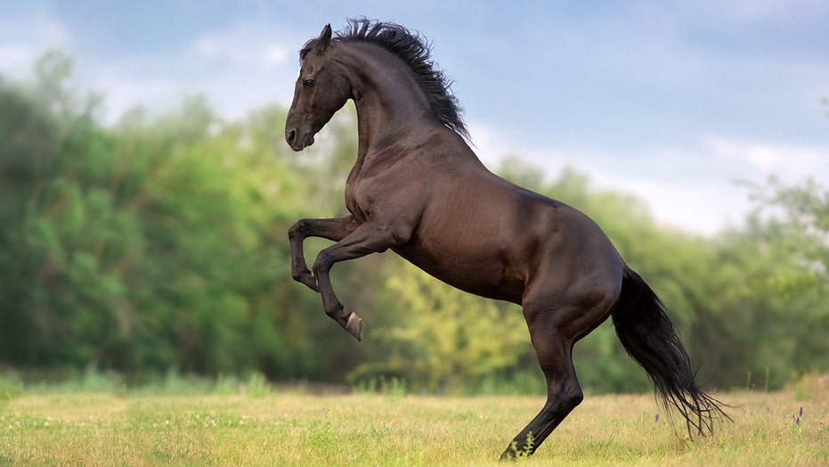 horse.jpg?ve=1&tl=1