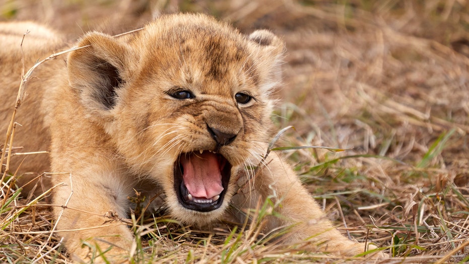 Incredible picture shows lion cub letting out its first roar | Fox ...
