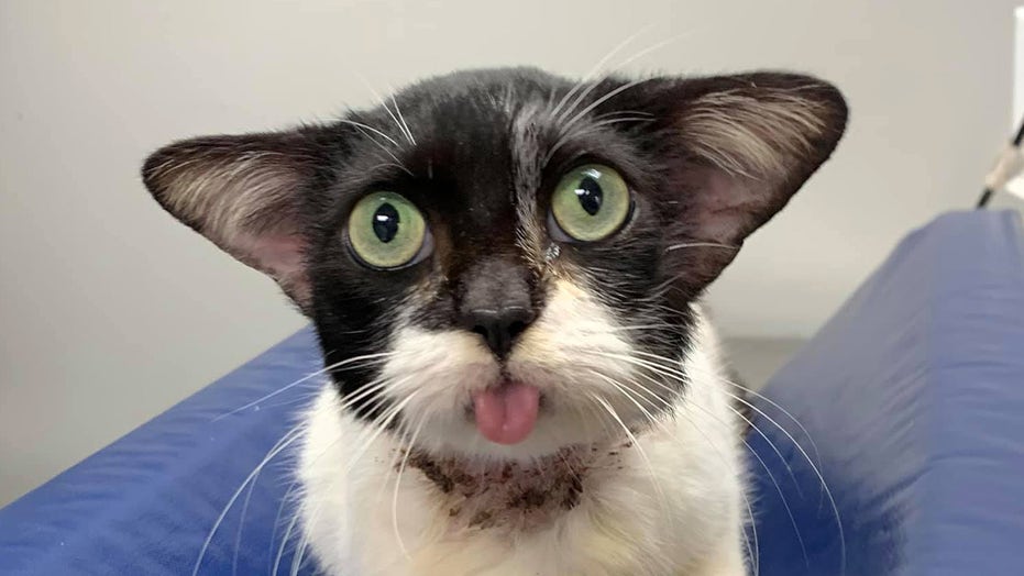 Rescue cat looks like 'Baby Yoda,' warms the Internet's hearts with