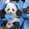 Zookeepers holds 'Meng Yuan' and 'Meng Xiang' during a name-giving event for the young panda twins at the Berlin Zoo in Berlin, Germany, Dec. 9, 2019. 