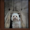 A dog presses its nose against a window while watching passers-by in Bucharest, Romania, Dec. 8, 2019.