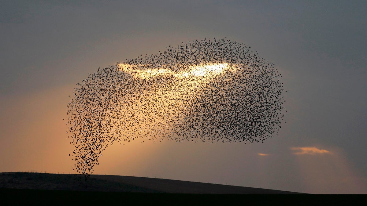 birds fly in rays of light