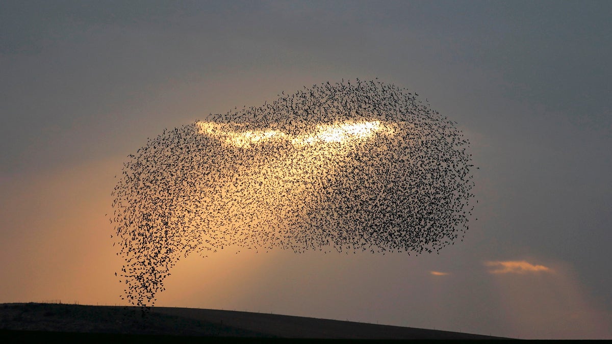 birds fly in rays of light