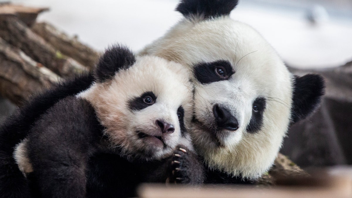 One of five-month-old twin panda cubs Meng Yuan (Paule), male, is seen next to his mom Meng Meng during a media opportunity at Zoo Berlin on January 29, 2020 in Berlin, Germany.