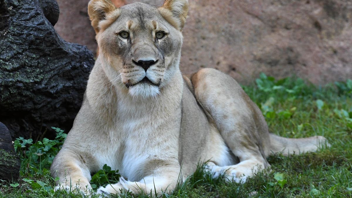Isis, female African lion, at Brookfield Zoo