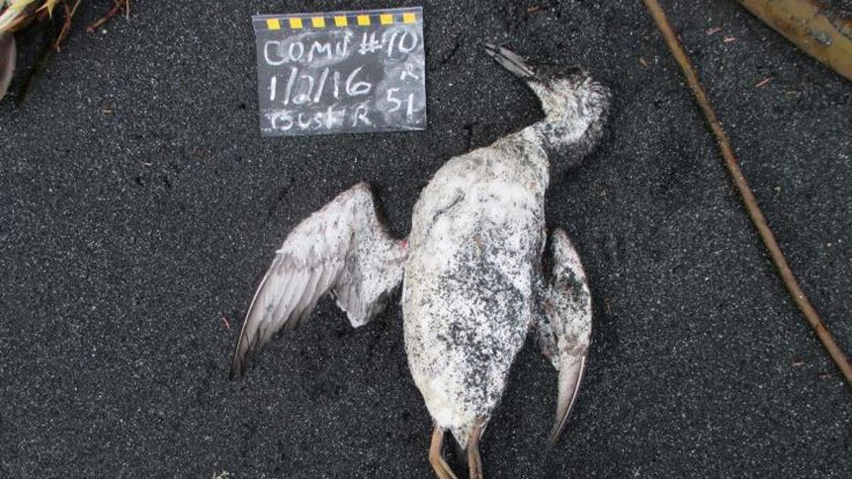 A dead common murre found by a citizen scientist on a routine monthly survey in January 2016.