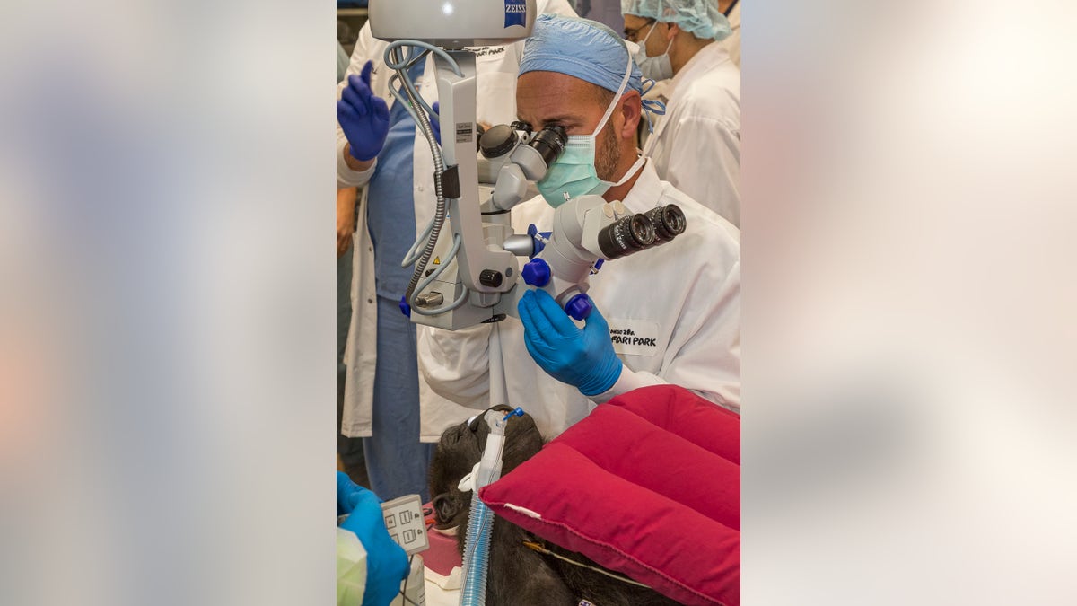  A cataract was removed on Dec. 10 from the left eye of the 3-year-old western lowland gorilla who lives at the San Diego Zoo Safari Park, the park announced Monday. (Ken Bohn/San Diego Zoo Global via AP)