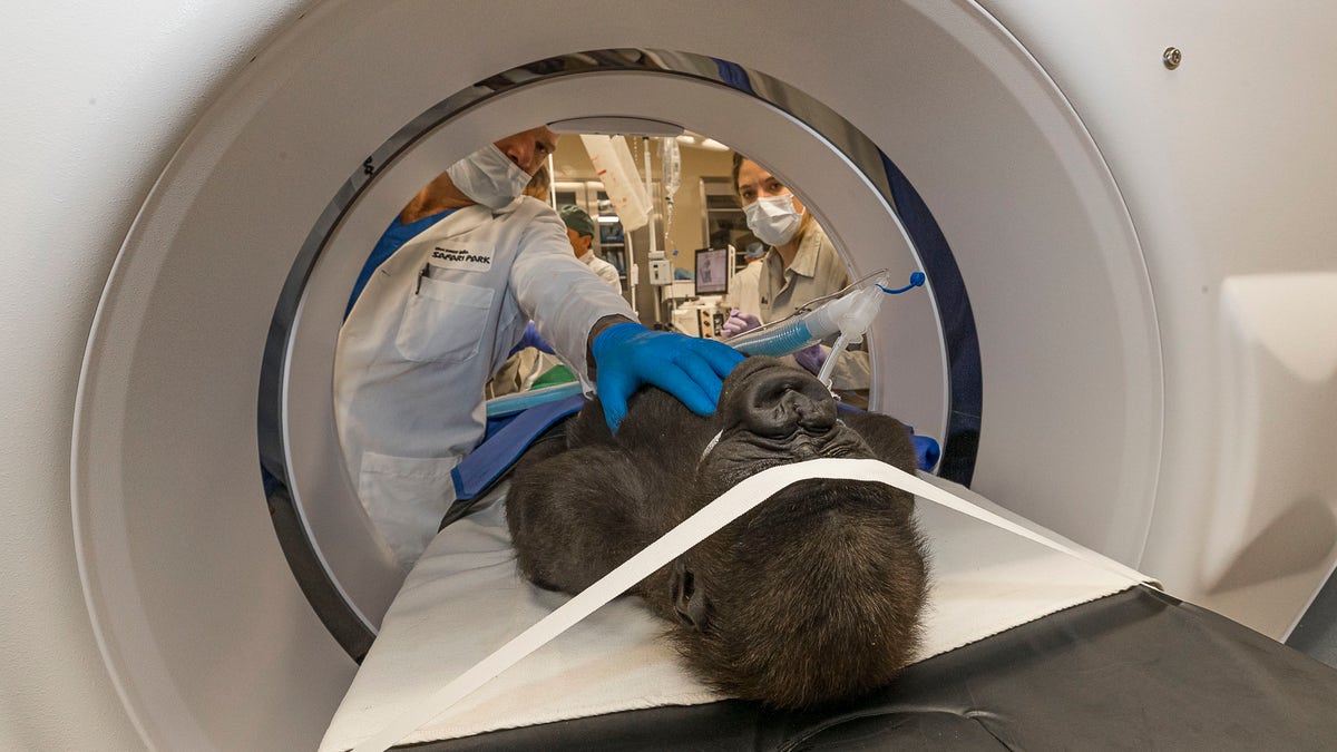 In this photo provide by San Diego Zoo Global, Chris W. Heichel, MD, a cataract surgery specialist at Shiley Eye Institute at UC San Diego Health, and his team examine Leslie, a western lowland gorilla, in a machine at the San Diego Zoo Safari Park's Paul Harter Veterinary Medical Center in San Diego. (Ken Bohn/San Diego Zoo Global via AP)