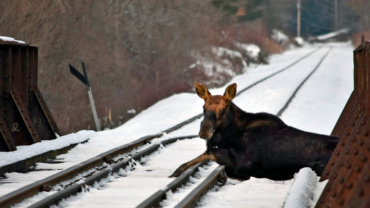 A moose that was stuck on an active railroad bridge in Vermont was removed and relocated with minimal injuries, according to state fish and wildlife officials.