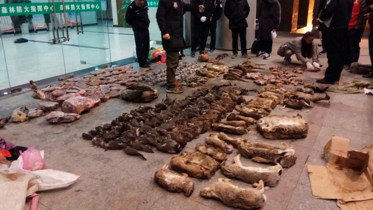 Police look at items seized from store suspected of trafficking wildlife in Guangde city in central China's Anhui Province. (Anti-Poaching Special Squad via AP)