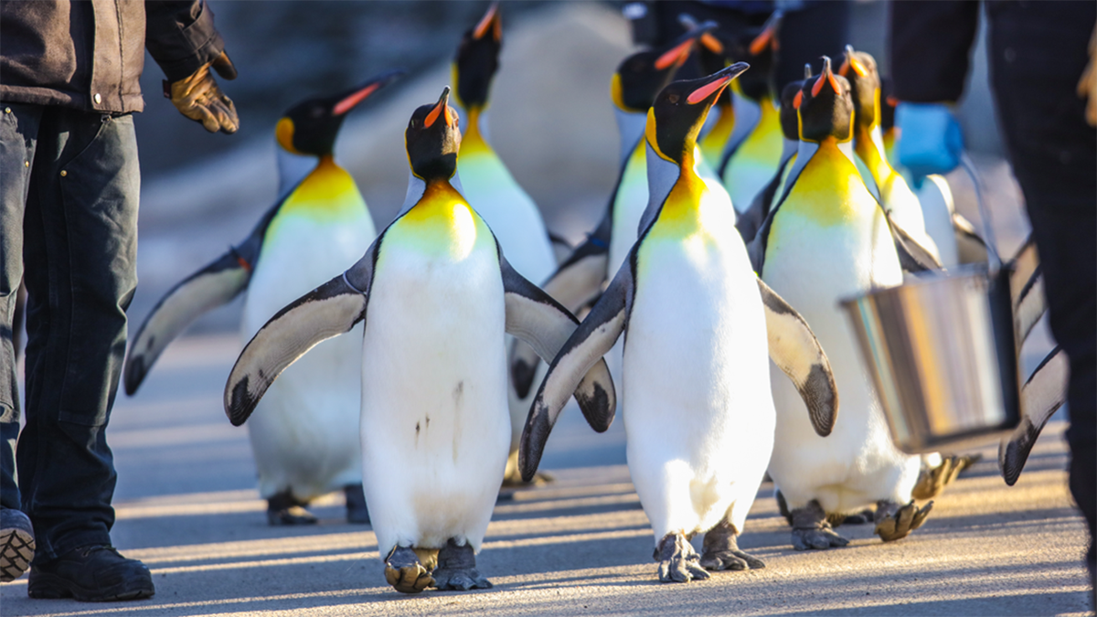 The Calgary Zoo said that extreme cold puts "physiological stress" on king penguins, which are native to the sub-Antarctic and not adapted to the bitter cold.