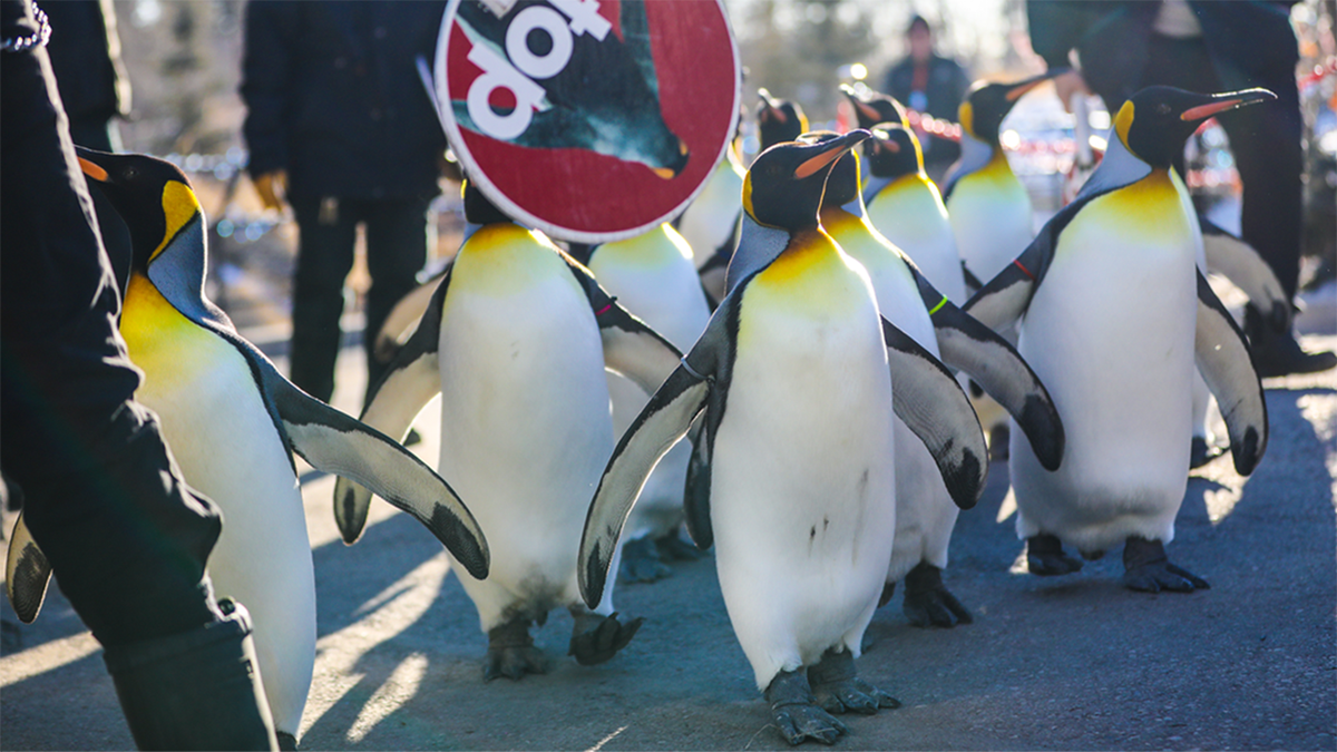 The Calgary Zoo has been forced to cancel its daily penguin walk due to bitterly cold temperatures.