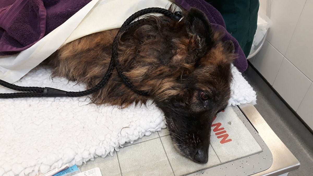 The Belgian Shepherd named Bella was spotted by a woman after struggling to keep afloat in the Trent River in Farndon, Nottinghamshire, on Monday morning.