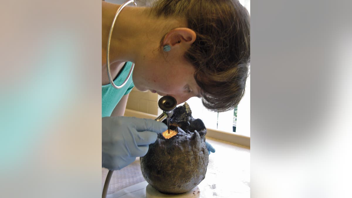 Rachel Cubitt of the York Archaeological Trust examining the Heslington brain. (York Archaeological Trust)