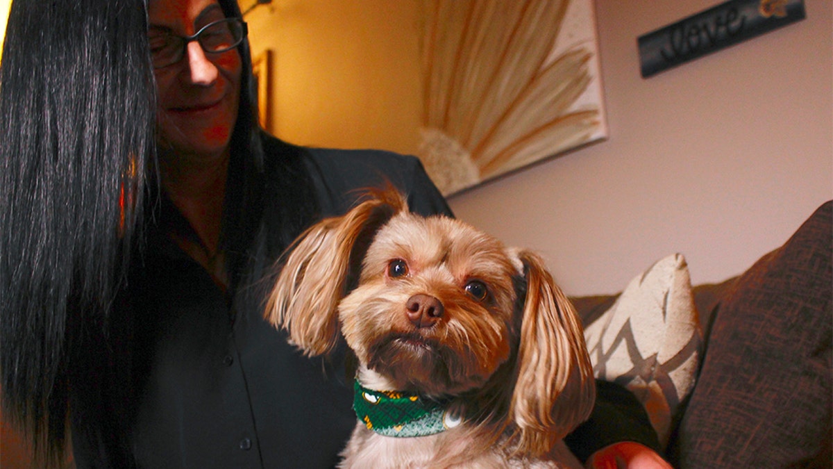In this Nov. 5, 2019 photo, in St. Francis, Wis., Amy Carter looks at her Yorkshire terrier-Chihuahua mix Bentley, who has epilepsy. Carter gives him CBD, which she says has reduced his seizures. (AP Photo/Carrie Antlfinger)