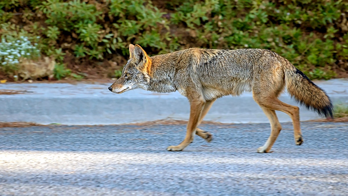 Captured Coyote, Named Mercy, Won't Be Euthanized, Chicago News