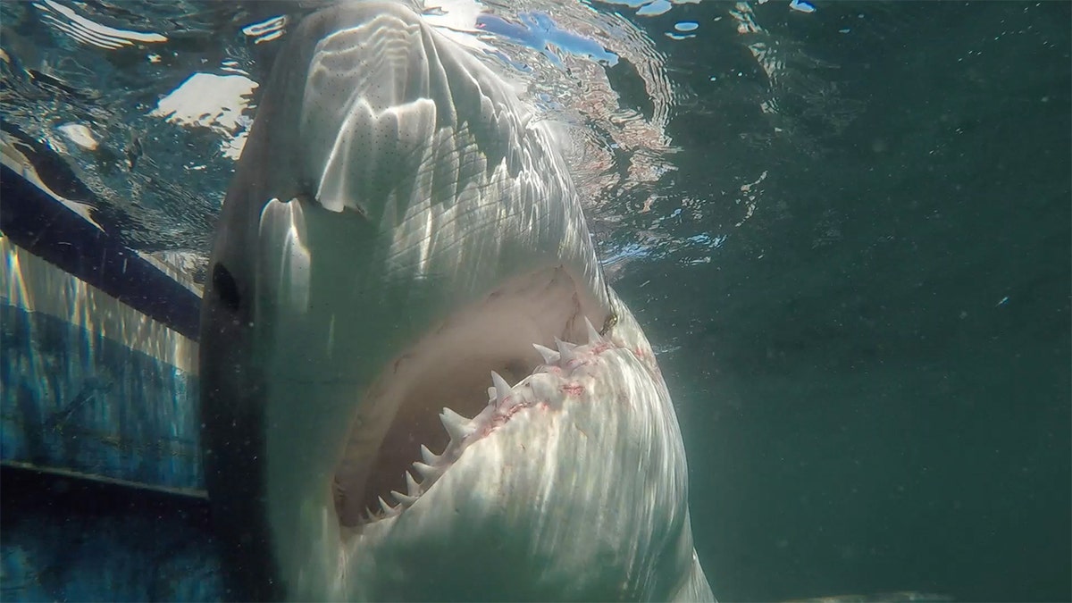 South Carolina fisherman hooks massive great white shark, hopes