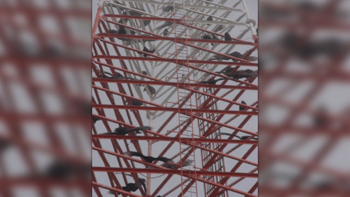 About 300 vultures have made a 320-foot radio tower in Kingsville, Texas, their home, becoming a safety hazard for Customs and Border Protection.<br><br>