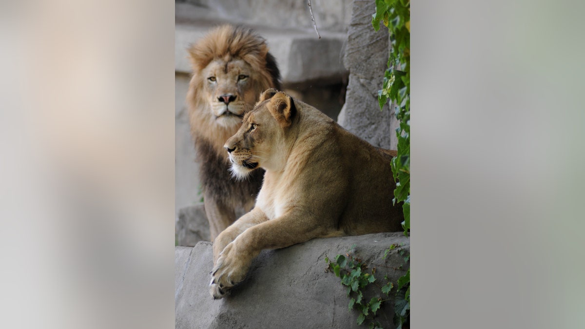 Zenda and Isis, the male and female African lion pair, at Brookfield Zoo