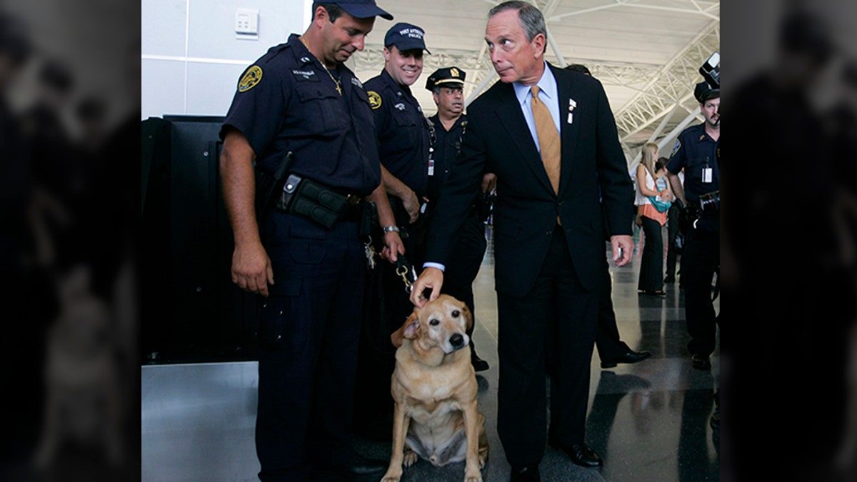 New York City Mayor Mike Bloomberg pets a security dog in the new AA terminal at John F. Kennedy International Airport on July 27, 2005 in New York City. (Photo by Chris Hondros/Getty Images)
