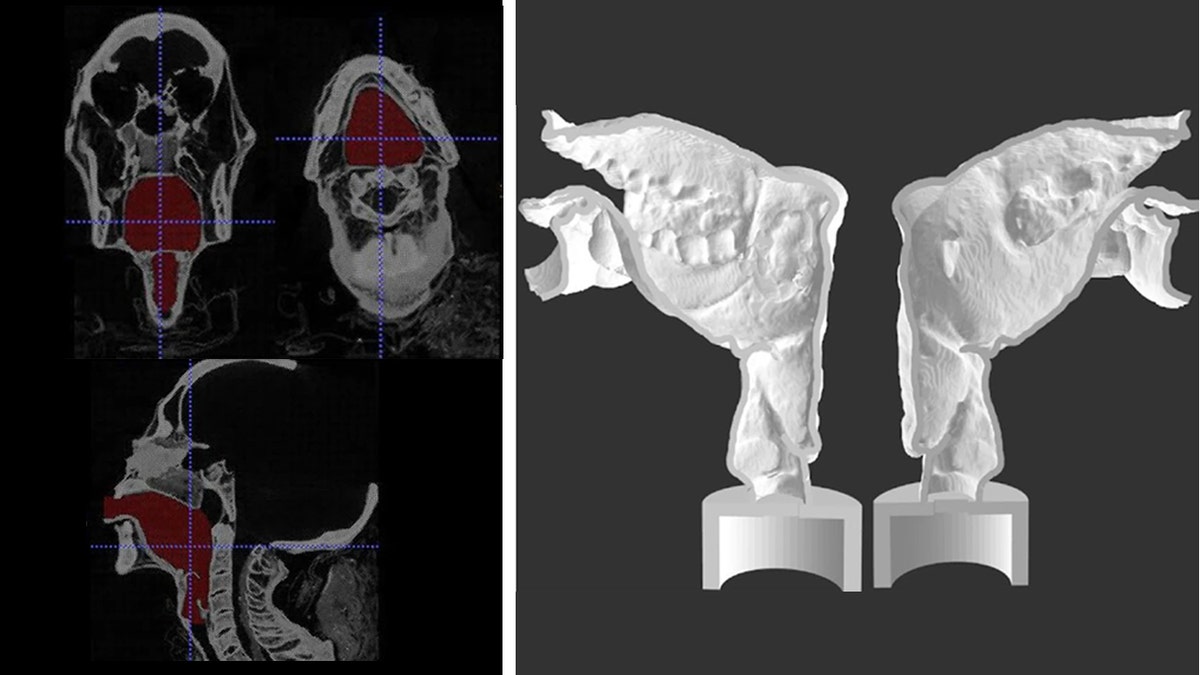 Final segmentation view (left) and sagittal section of the two halves of 3-D printed Nesyamun’s vocal tract (rigth). The lack of tongue muscular bulk and soft palate is (Scientific Reports)