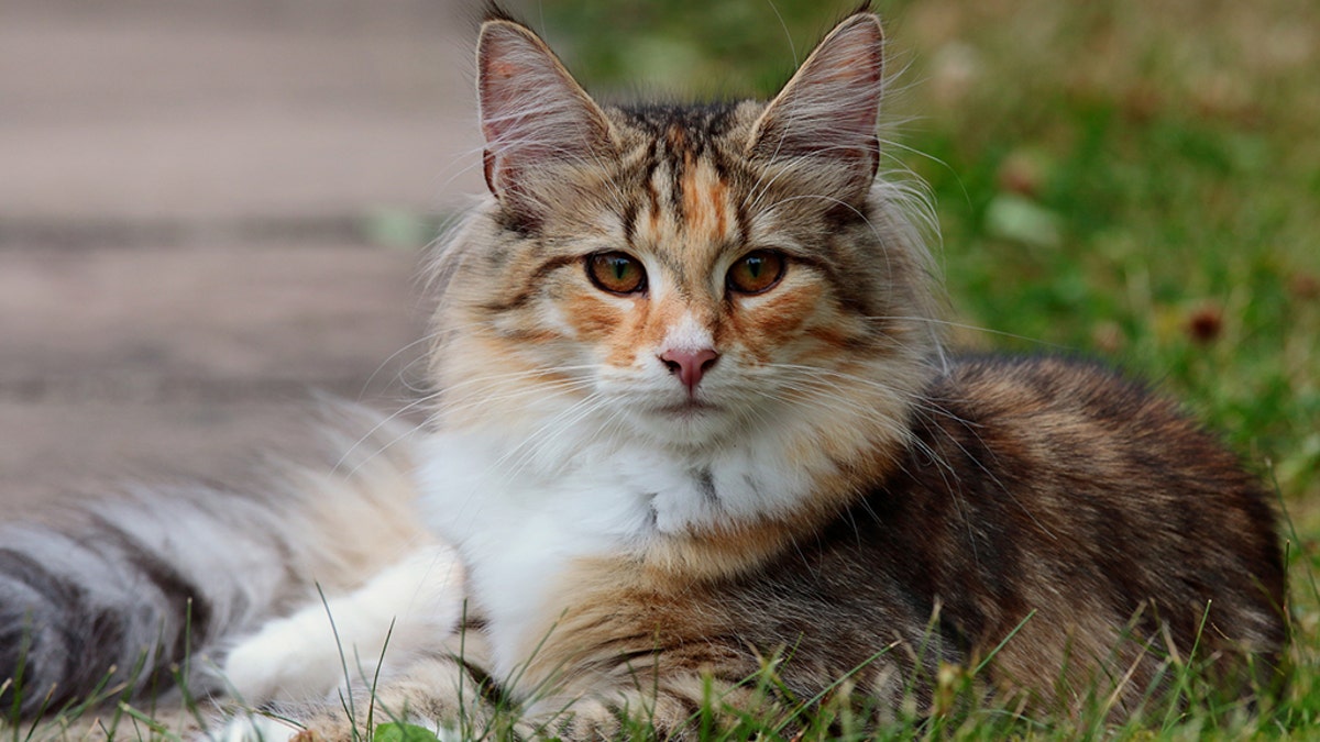 “Lacie’s distress at night from not sleeping with her was the only reason she would consider letting someone adopt Lacie," the lawsuit claims. (Photo: iStock)