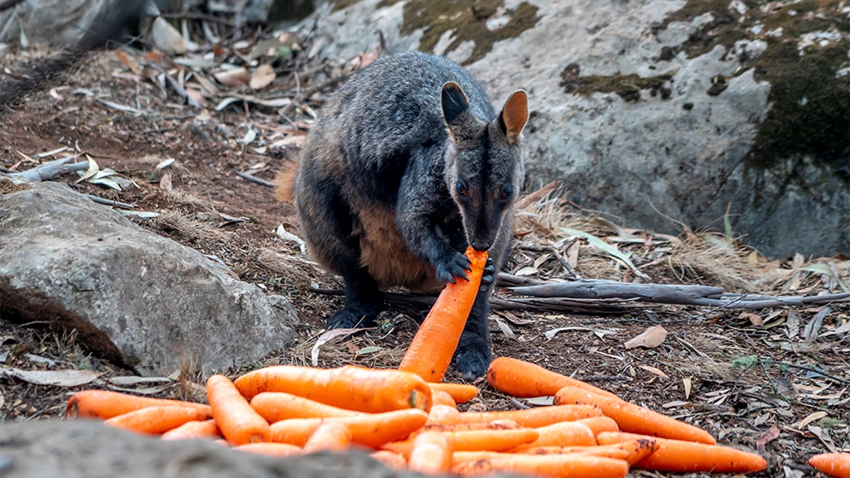A wallaby eats a carrot after NSW's National Parks and Wildlife Service staff air-dropped them in bushfire-stricken areas around Wollemi and Yengo National Parks, New South Wales, Australia January 11, 2020. Picture taken January 11, 2020. NSW DPIE Environment, Energy and Science/Handout via REUTERS?