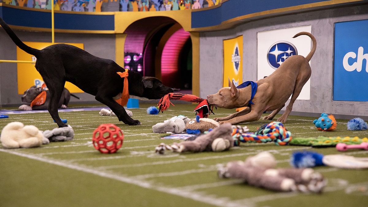 Puppies playing on the field for Puppy Bowl XVI.