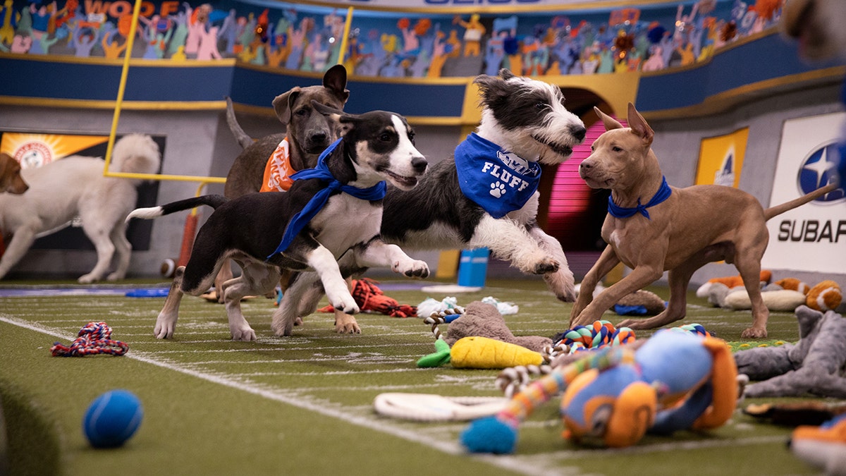Puppies playing on the field for Puppy Bowl XVI.
