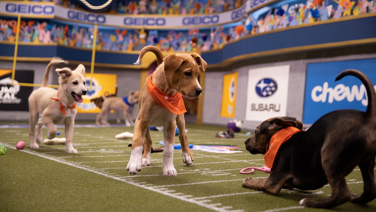 Puppies competing at the Puppy Bowl XVI.