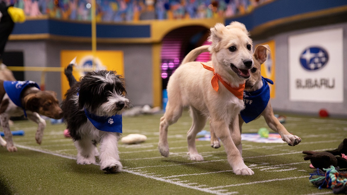 Dogs will compete at the Puppy Bowl XVI.