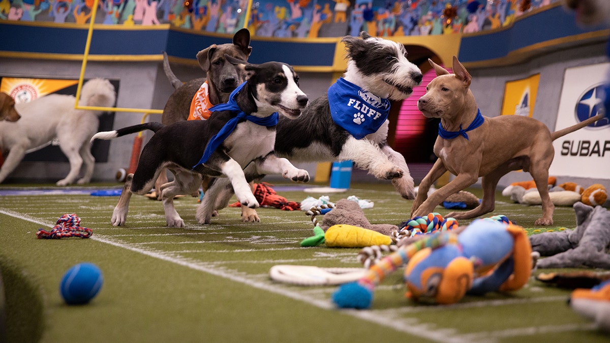 “When we first started Puppy Bowl, it was just puppies playing on a piece of turf, says Schachner. “They threw a couple of lines down, a couple of goalposts, and hoped for the best.”
