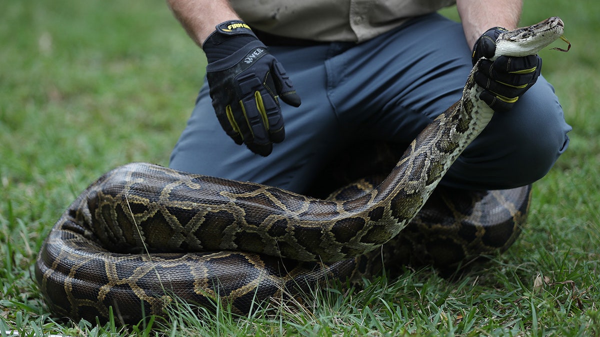 Robert Edman, with the FWC, gives a python-catching demonstration before potential snake hunters at the start of the Python Bowl 2020 on January 10 in Sunrise, Florida. (Photo by Joe Raedle/Getty Images)
