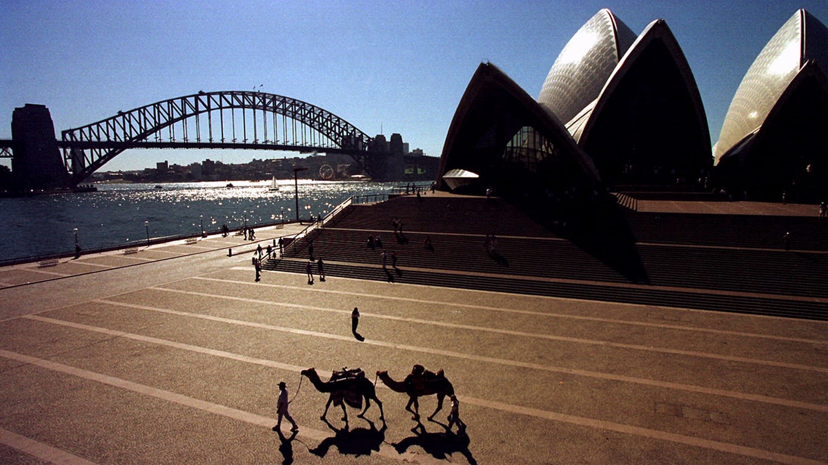 Camels were first introduced into Australi in the mid-1880s to transport supplies across the desert.