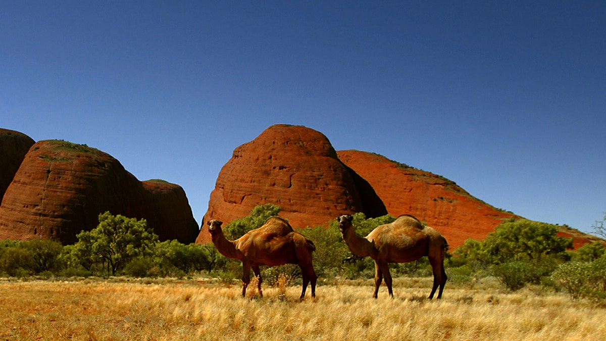 Up to 10,000 feral cameras in a remote area of South Australia are at risk of being killed as severe drought conditions have pushed the animals to head to scare water sources.